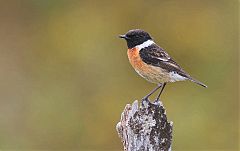 European Stonechat